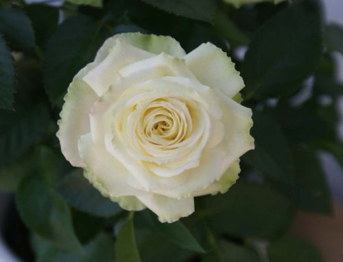 Hvid rose